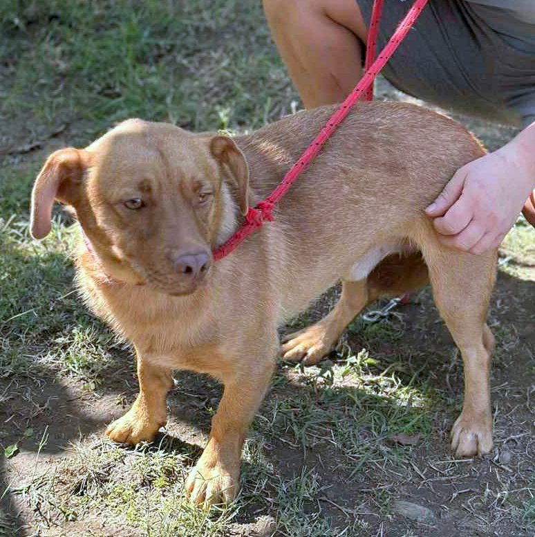 🐾 Mokka – een klein ventje met een zachte ziel 🐾