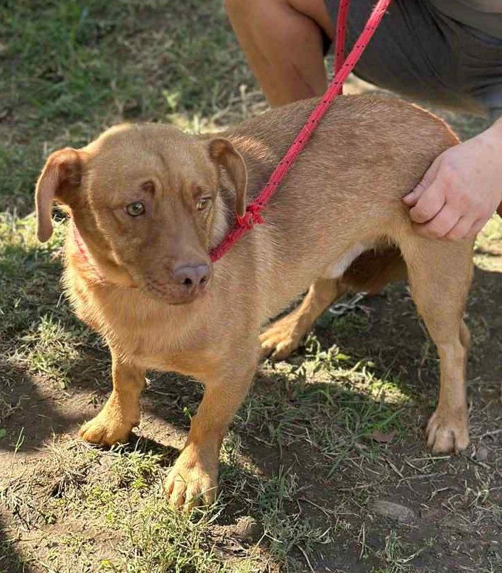 🐾 Mokka – een klein ventje met een zachte ziel 🐾