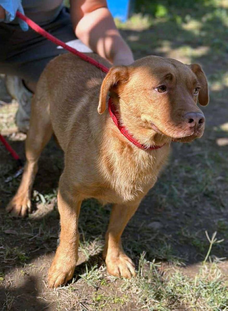 🐾 Mokka – een klein ventje met een zachte ziel 🐾