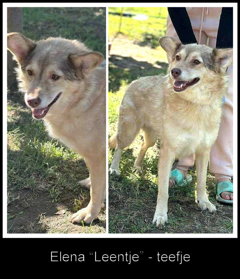 ✨ Elena "Leentje" – lief meisje met een zacht hart ✨