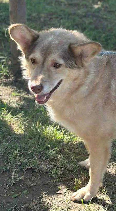 ✨ Elena "Leentje" – lief meisje met een zacht hart ✨