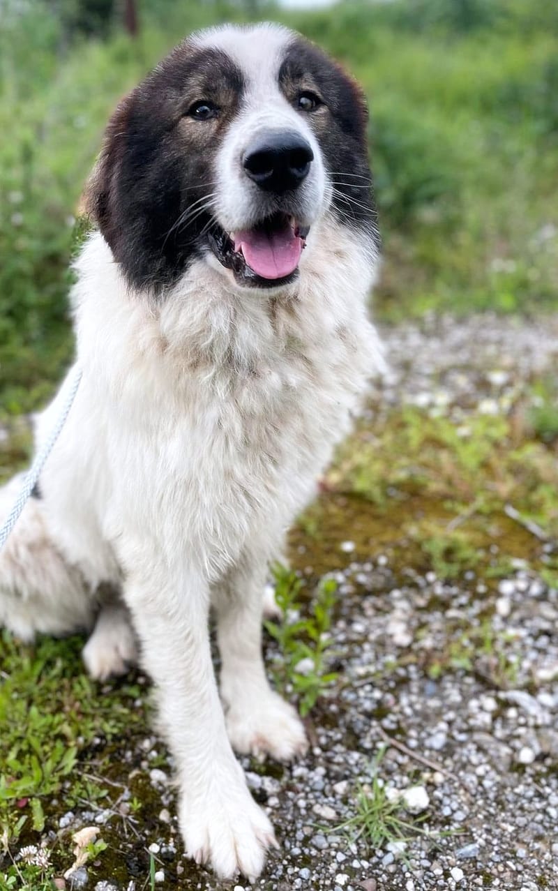 ✨ Bentley – een majestueuze ziel met een hart van goud ✨