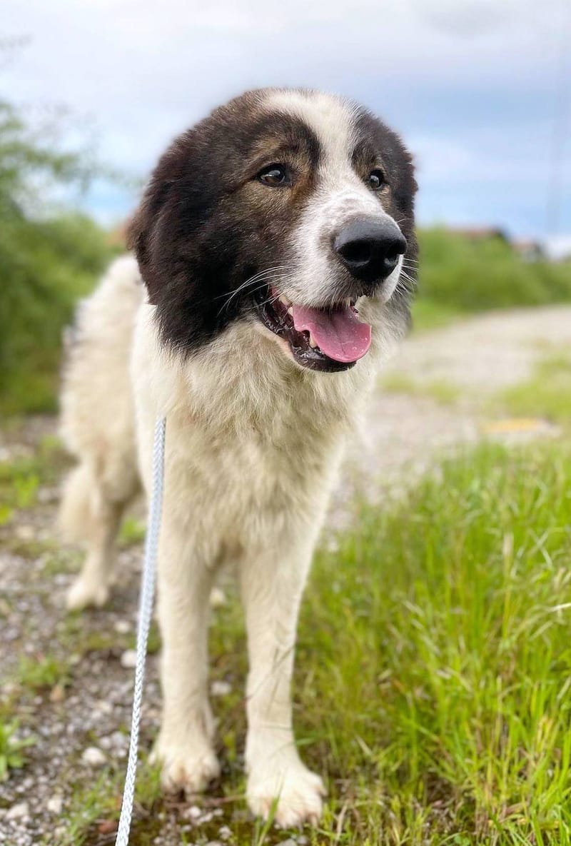 ✨ Bentley – een majestueuze ziel met een hart van goud ✨