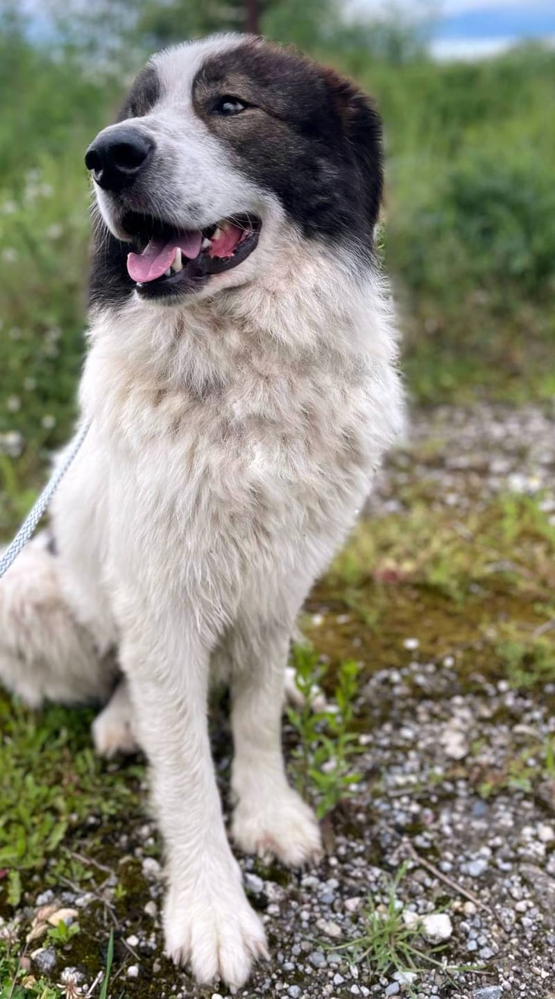 ✨ Bentley – een majestueuze ziel met een hart van goud ✨