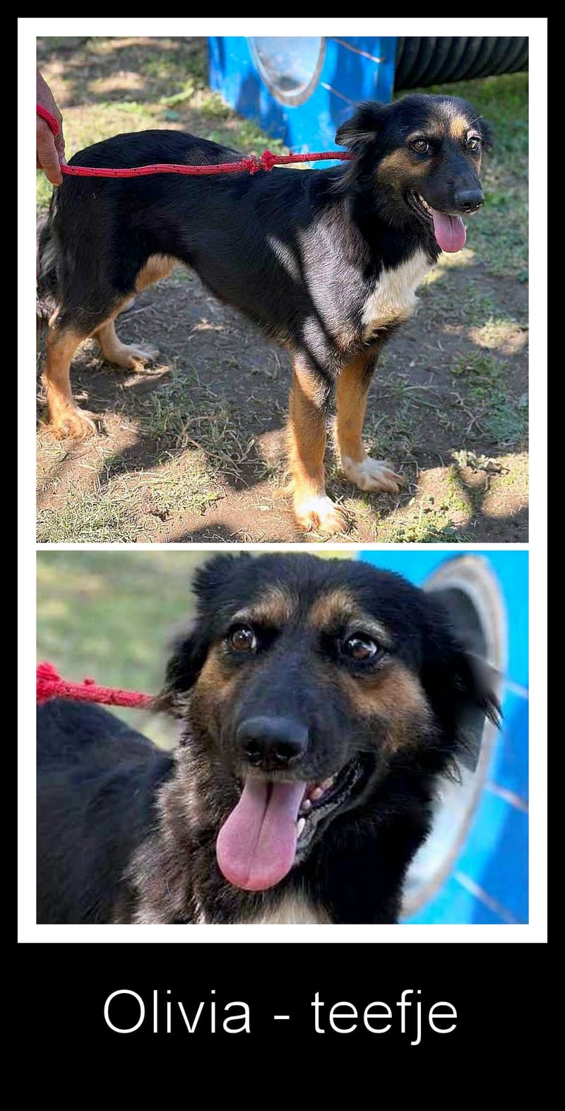 🐾 Olivia – een zacht herdermeisje met een gouden hart 🐾
