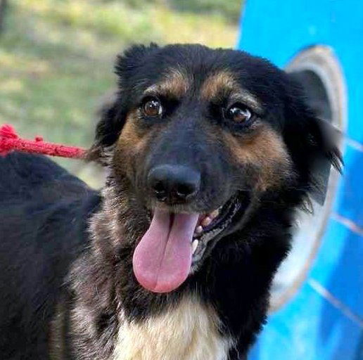 🐾 Olivia – een zacht herdermeisje met een gouden hart 🐾