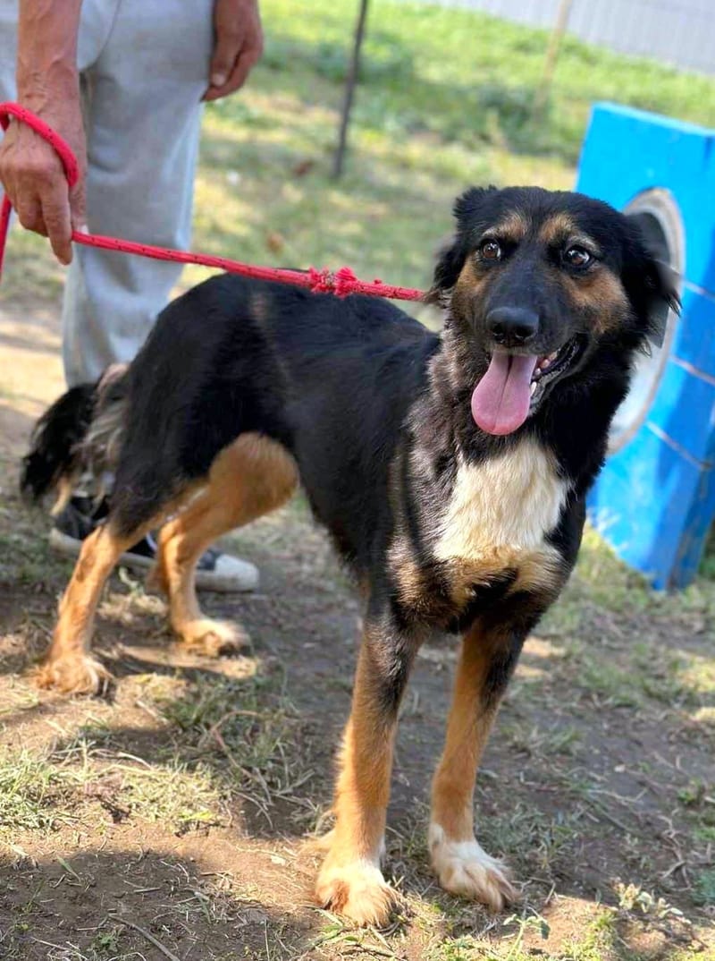 🐾 Olivia – een zacht herdermeisje met een gouden hart 🐾