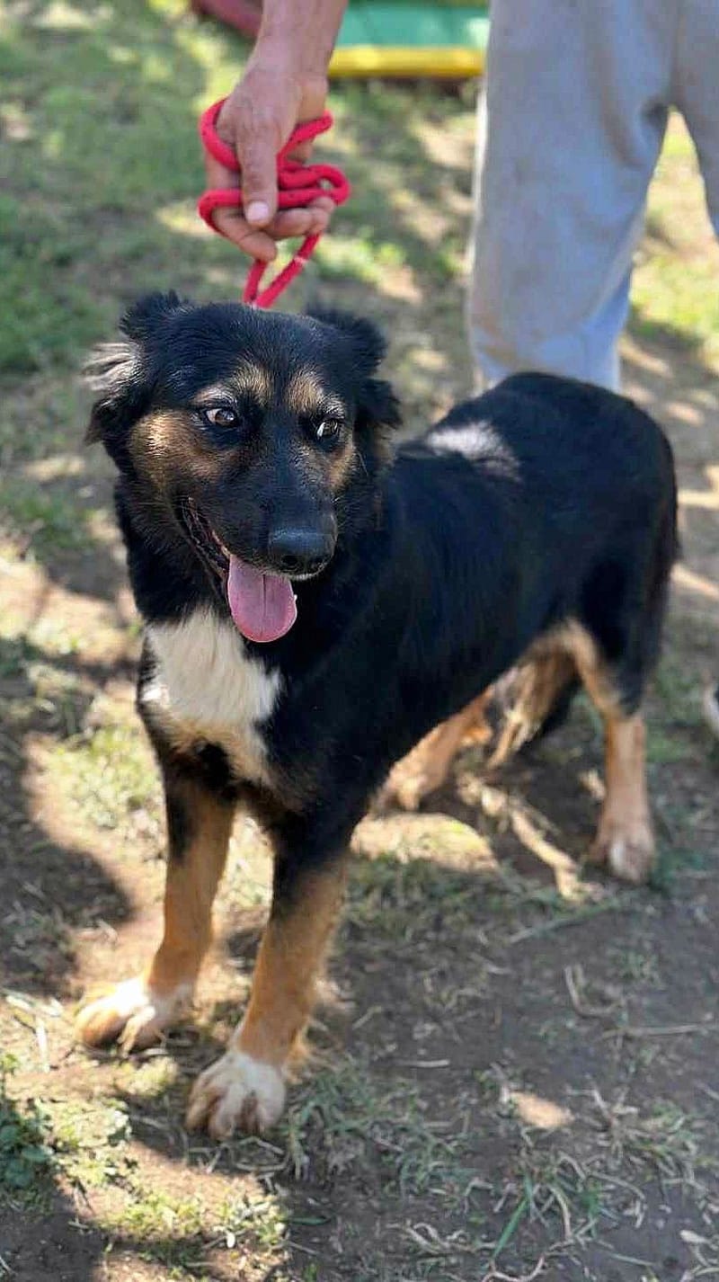 🐾 Olivia – een zacht herdermeisje met een gouden hart 🐾