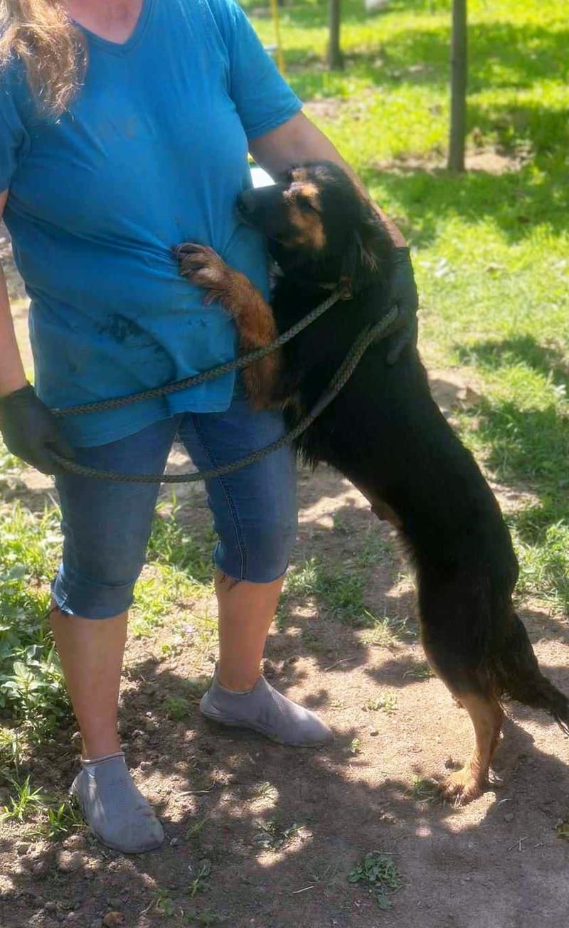 🐾 Olivia – een zacht herdermeisje met een gouden hart 🐾