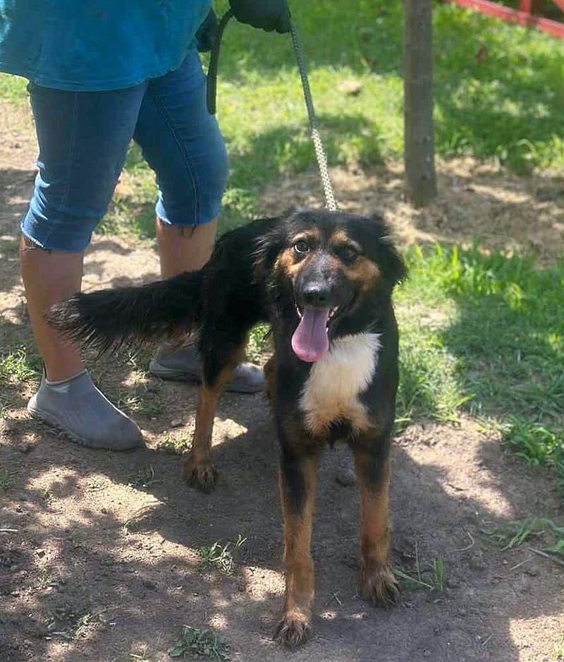 🐾 Olivia – een zacht herdermeisje met een gouden hart 🐾