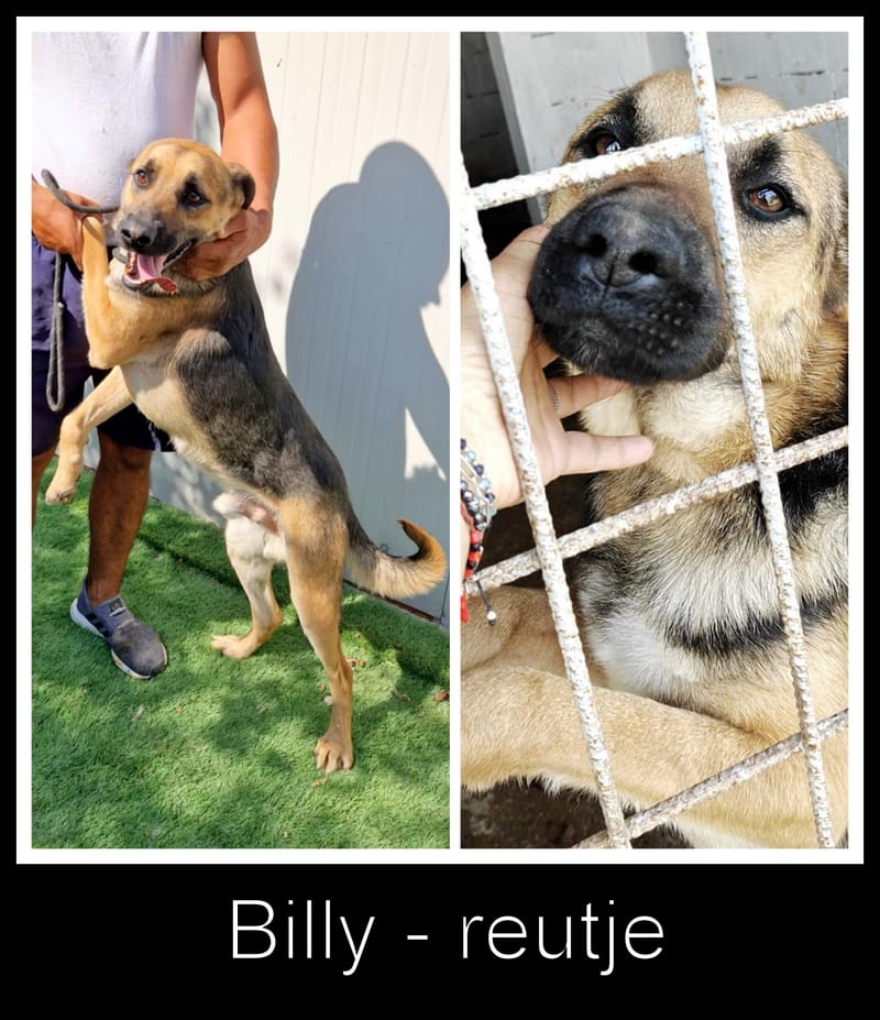 🐾 Billy – een zachte, jonge herderknaap met een groot hart 🐾