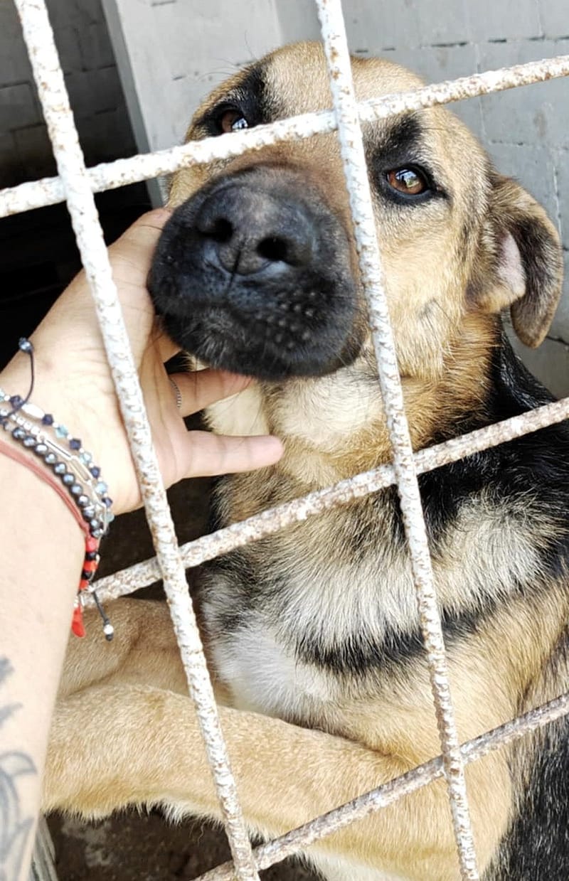 🐾 Billy – een zachte, jonge herderknaap met een groot hart 🐾