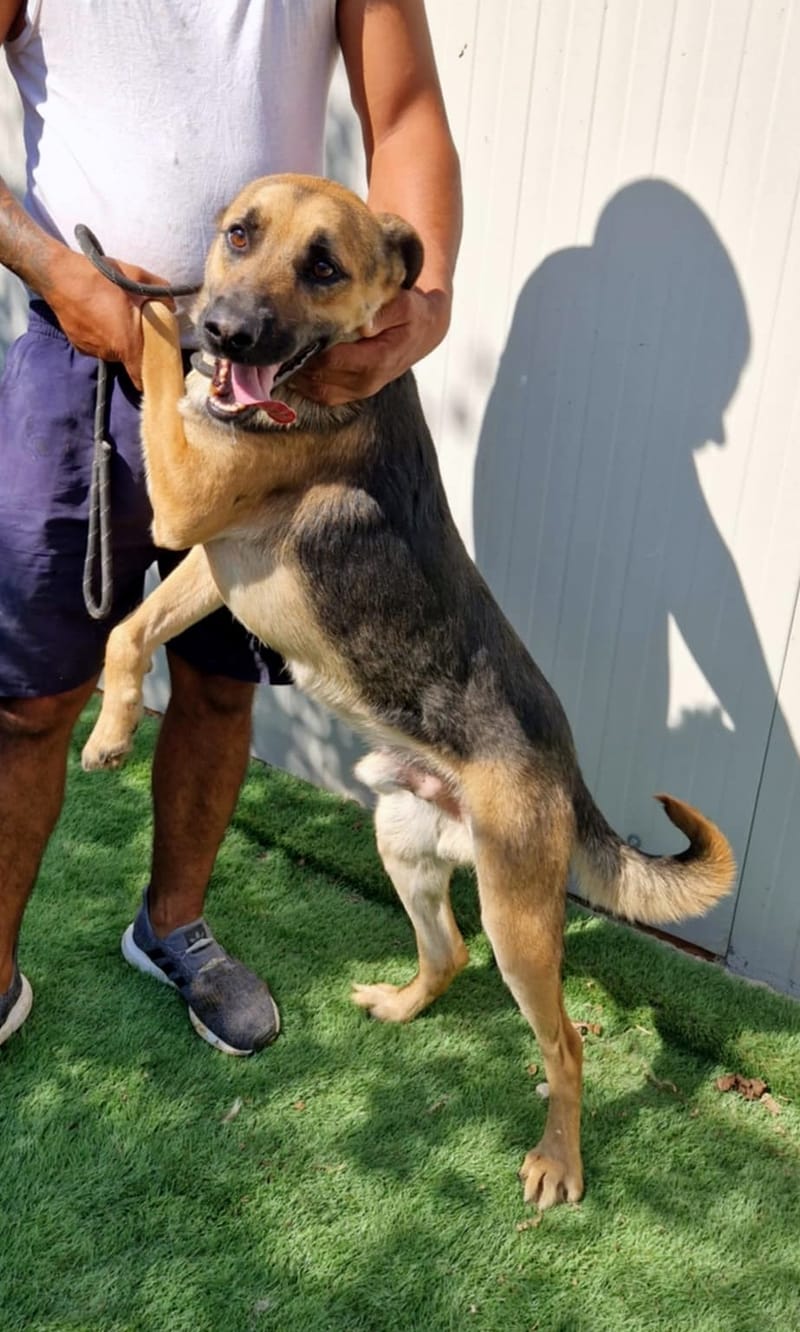 🐾 Billy – een zachte, jonge herderknaap met een groot hart 🐾