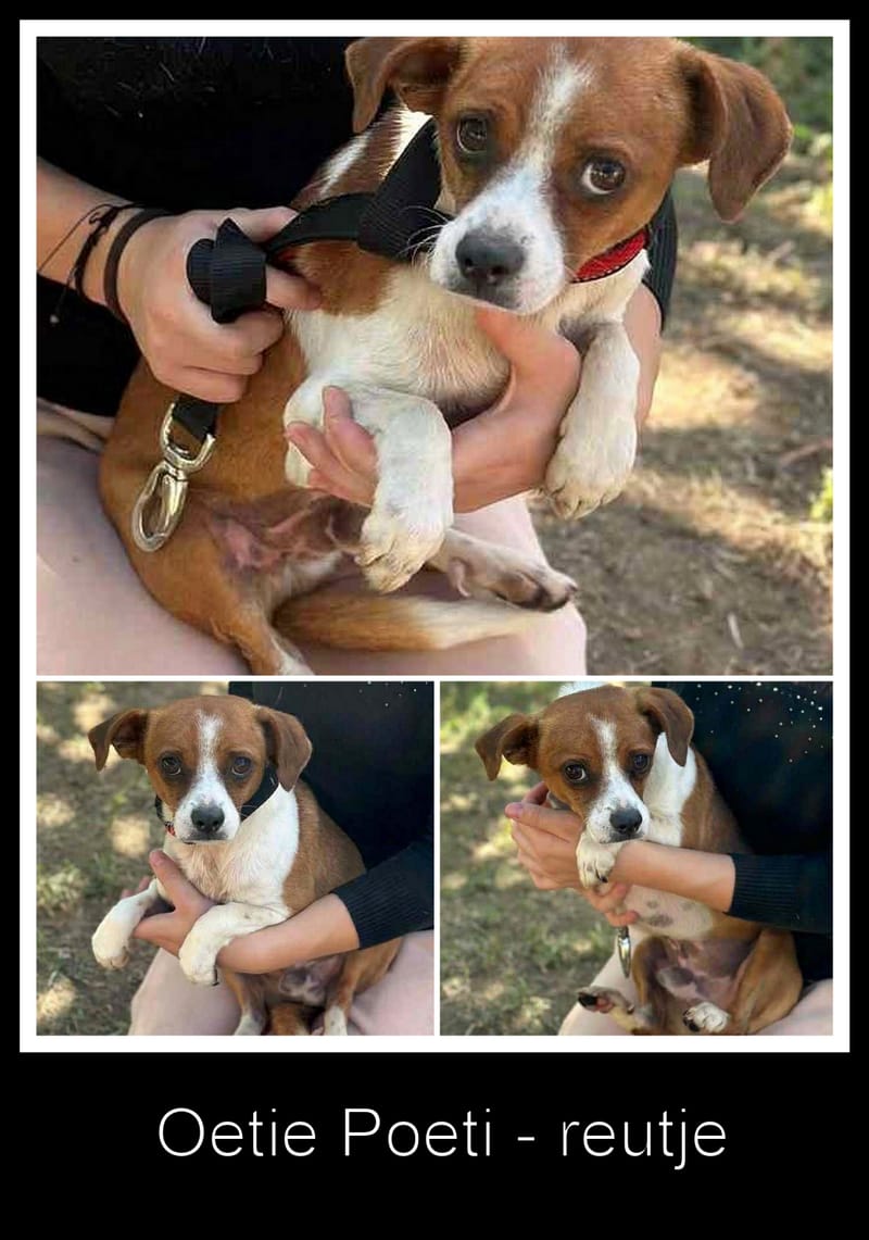 🐾 "JackChi" ventje Oetie Poetie – een teder klein zieltje op zoek naar warmte 🐾