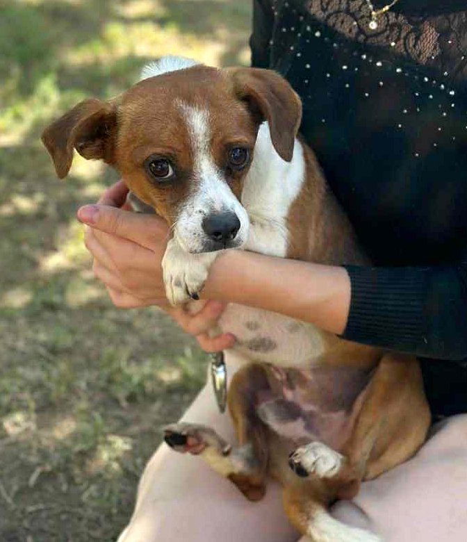 🐾 "JackChi" ventje Oetie Poetie – een teder klein zieltje op zoek naar warmte 🐾