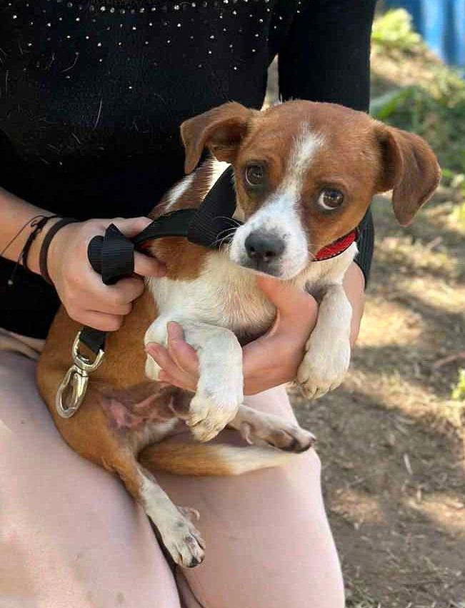 🐾 "JackChi" ventje Oetie Poetie – een teder klein zieltje op zoek naar warmte 🐾