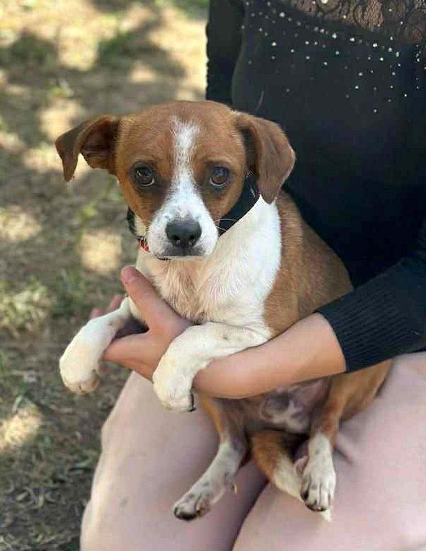 🐾 "JackChi" ventje Oetie Poetie – een teder klein zieltje op zoek naar warmte 🐾