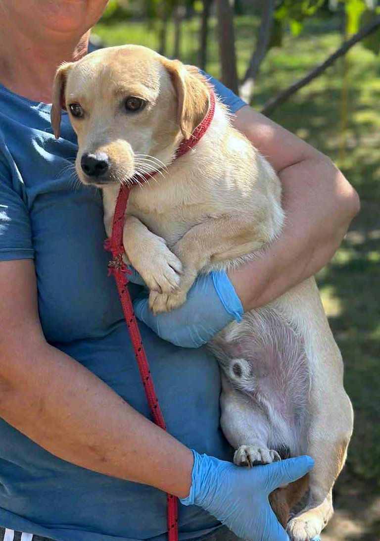🐾 Mini-Labrador’tje Toby – een teder klein zieltje met een gouden blik 🐾