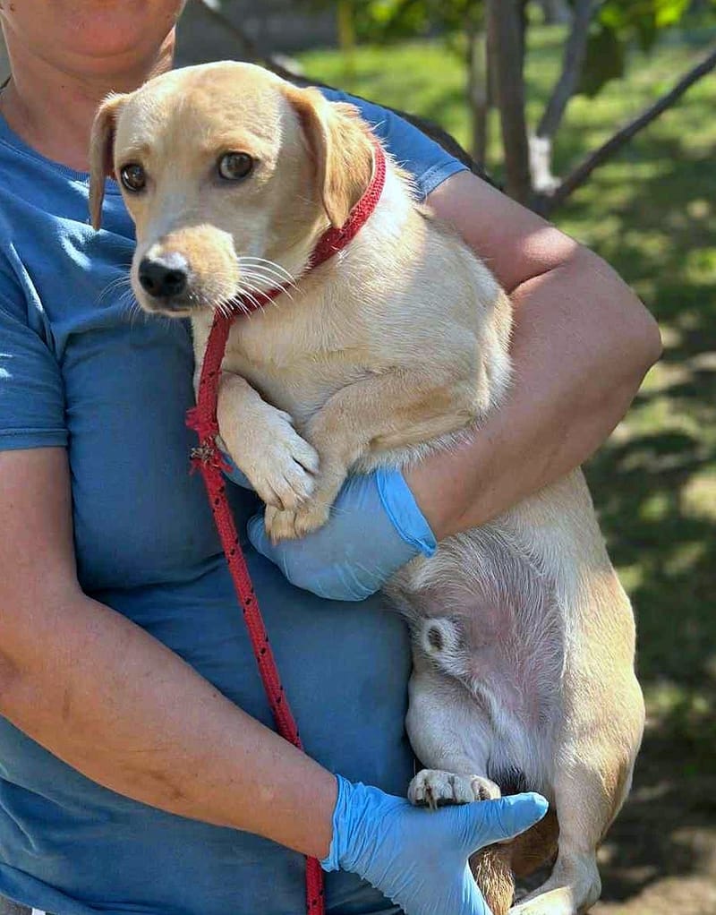 🐾 Mini-Labrador’tje Toby – een teder klein zieltje met een gouden blik 🐾