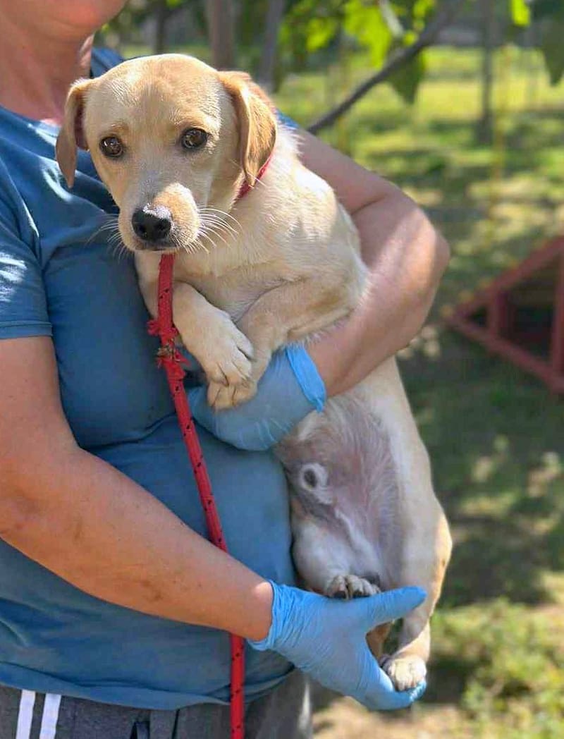 🐾 Mini-Labrador’tje Toby – een teder klein zieltje met een gouden blik 🐾