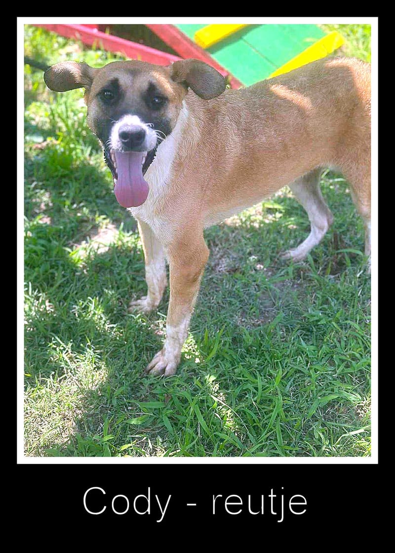 🐾 Cody – een zachte jongen met een hart van goud 🐾