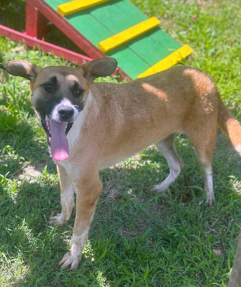 🐾 Cody – een zachte jongen met een hart van goud 🐾