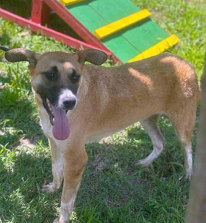 🐾 Cody – een zachte jongen met een hart van goud 🐾