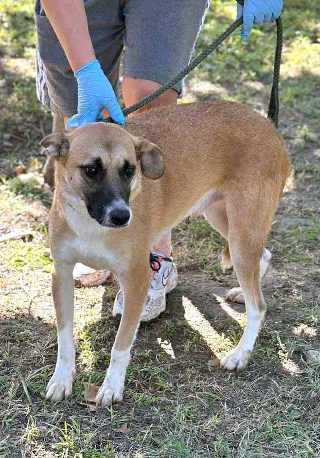 🐾 Cody – een zachte jongen met een hart van goud 🐾