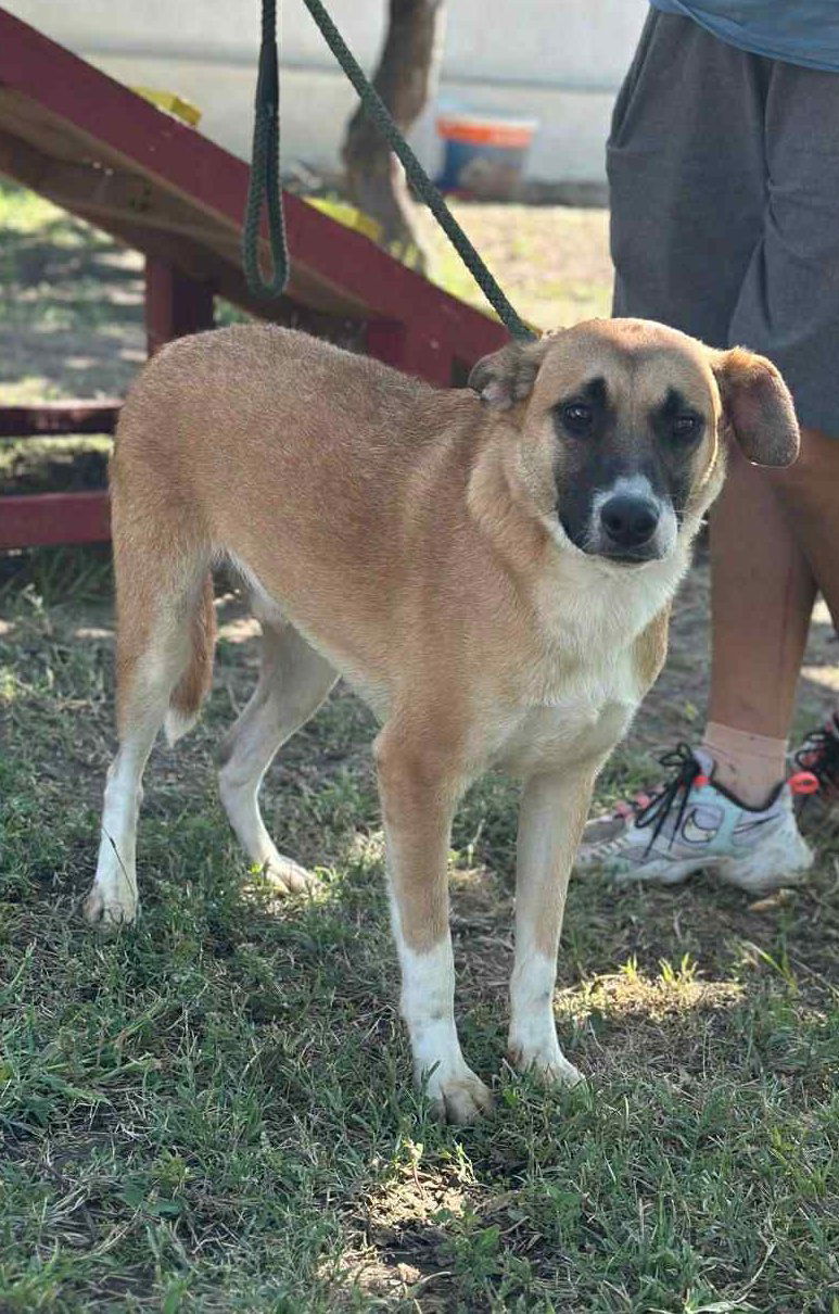 🐾 Cody – een zachte jongen met een hart van goud 🐾