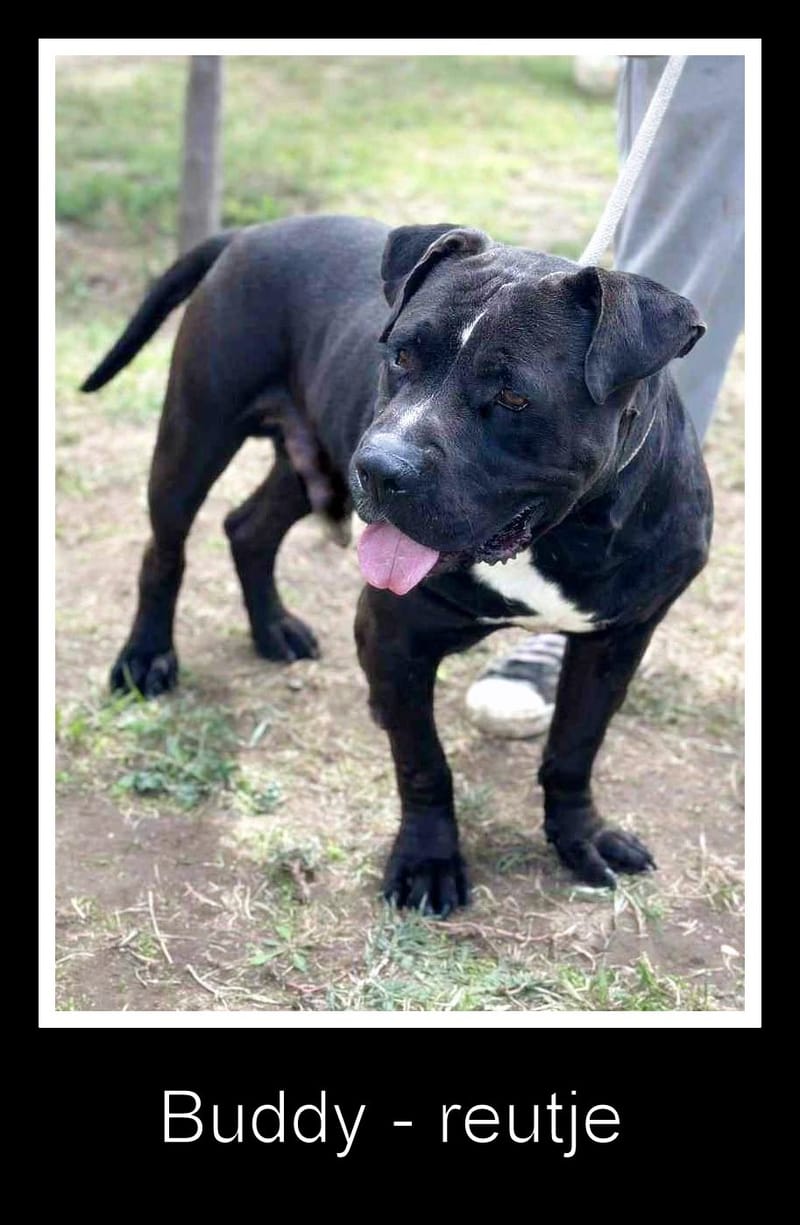 🐾 Buddy – een zachte kracht met een groot hart 🐾