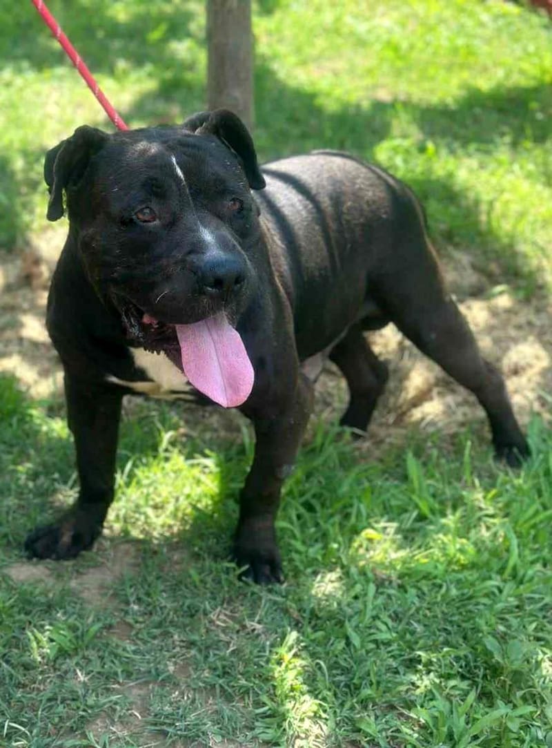 🐾 Buddy – een zachte kracht met een groot hart 🐾