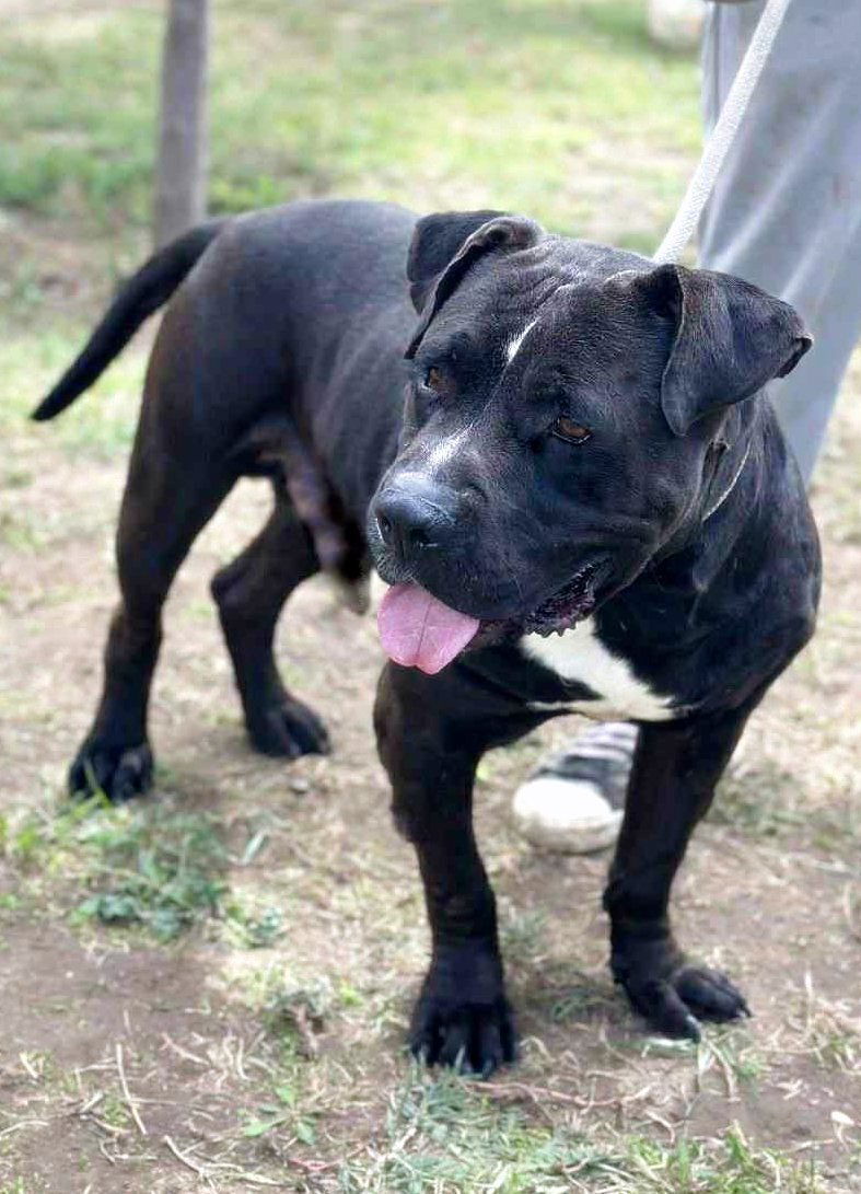 🐾 Buddy – een zachte kracht met een groot hart 🐾