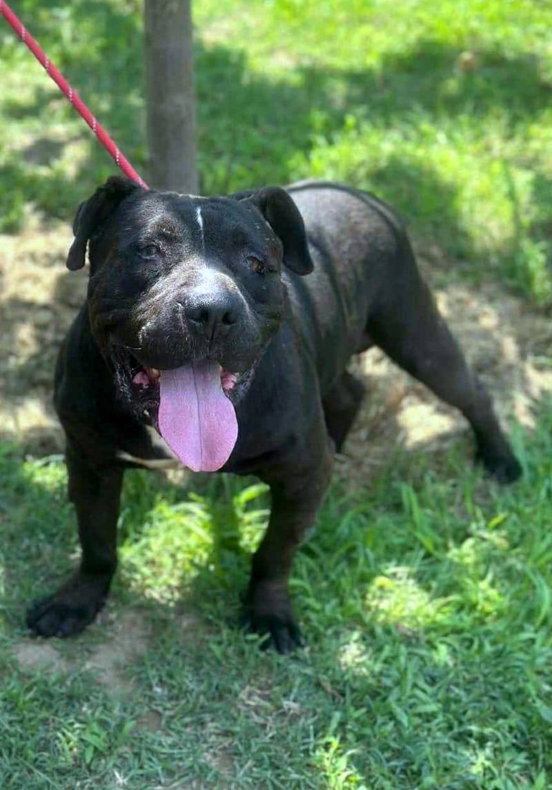 🐾 Buddy – een zachte kracht met een groot hart 🐾