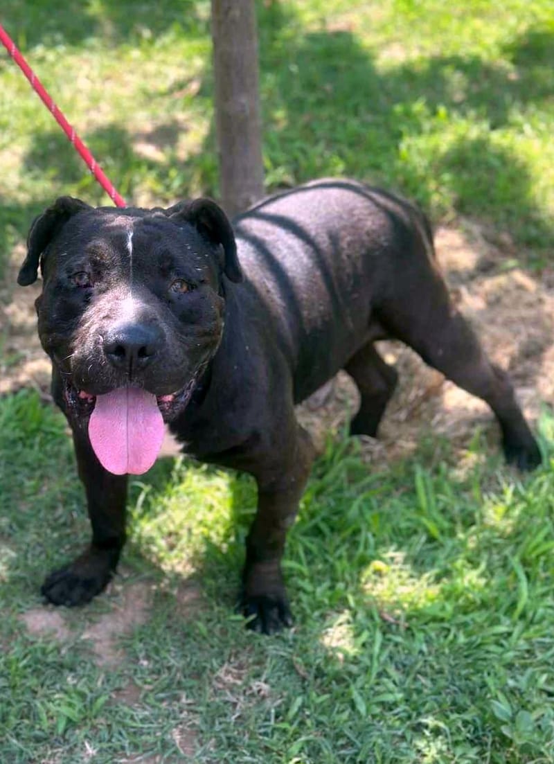 🐾 Buddy – een zachte kracht met een groot hart 🐾