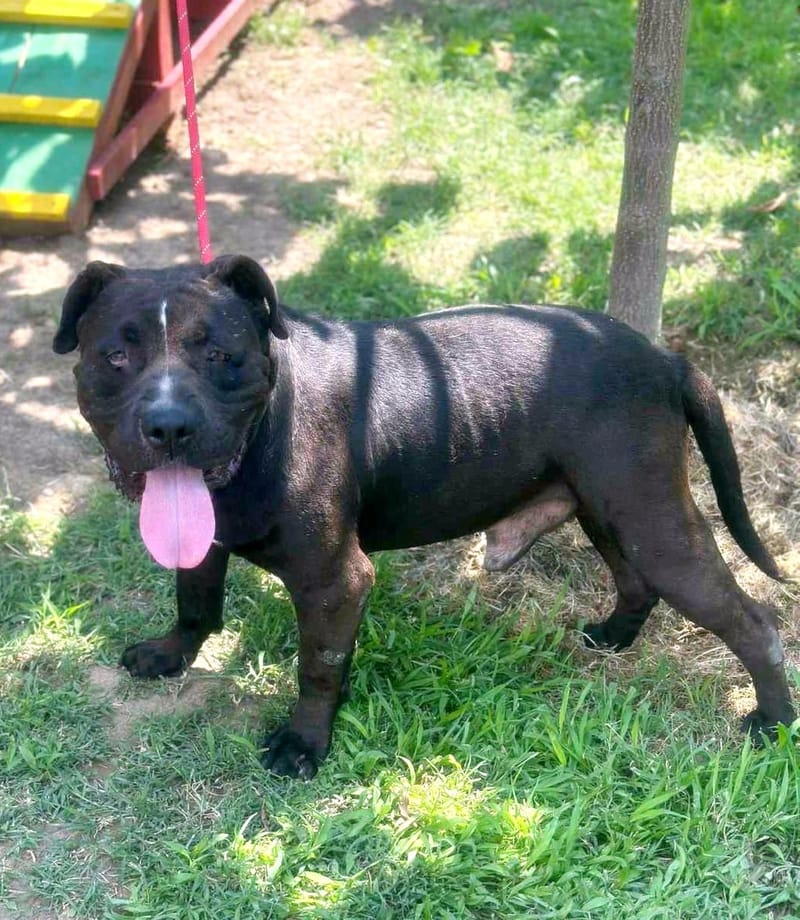 🐾 Buddy – een zachte kracht met een groot hart 🐾