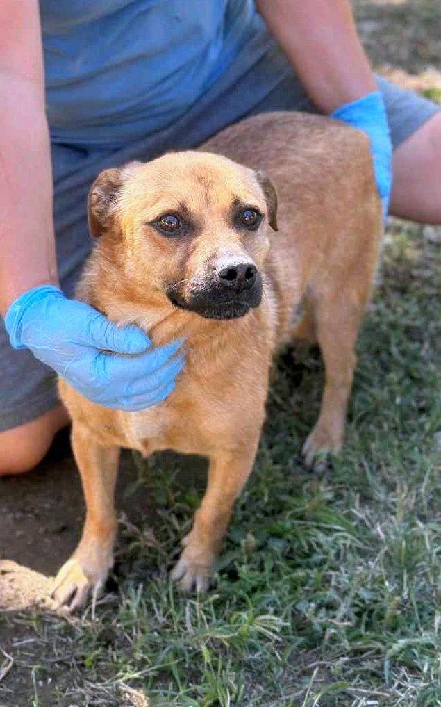 🐾 Kleine Duggie – een vrolijk ventje met een groot hart 🐾