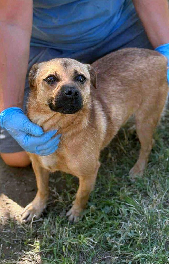 🐾 Kleine Duggie – een vrolijk ventje met een groot hart 🐾
