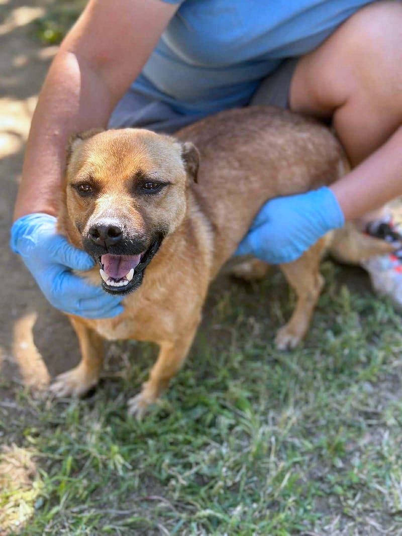 🐾 Kleine Duggie – een vrolijk ventje met een groot hart 🐾