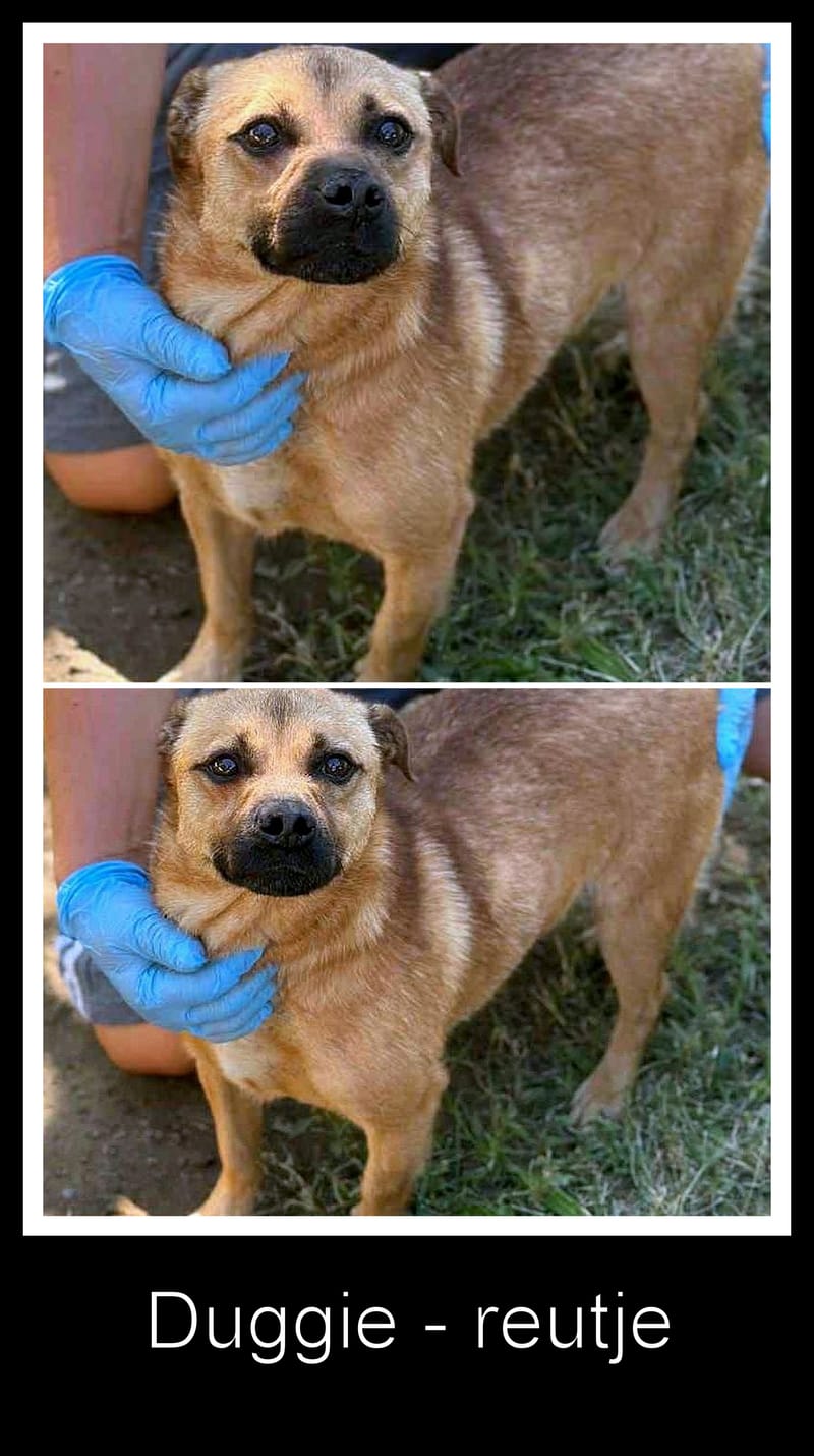 🐾 Kleine Duggie – een vrolijk ventje met een groot hart 🐾
