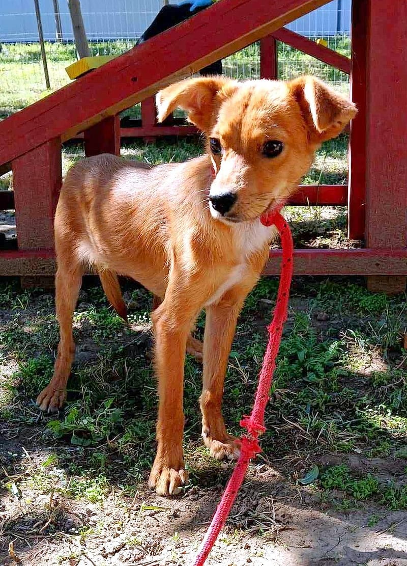 *** GEADOPTEERD *** 🦌💛 Als honden hertjes konden zijn… dan was dit Bambi. 💛🦌