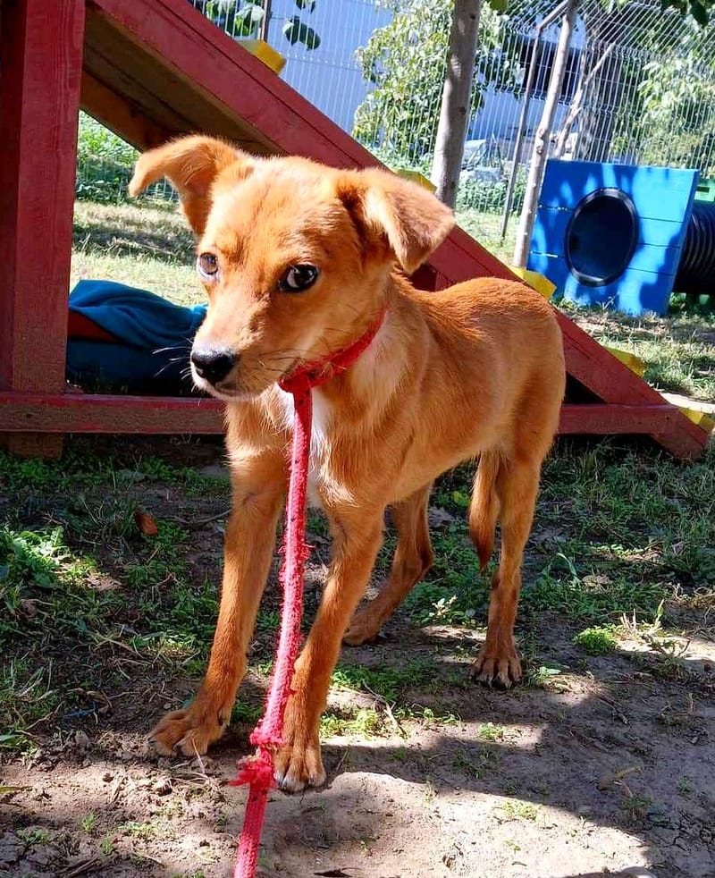 *** GEADOPTEERD *** 🦌💛 Als honden hertjes konden zijn… dan was dit Bambi. 💛🦌