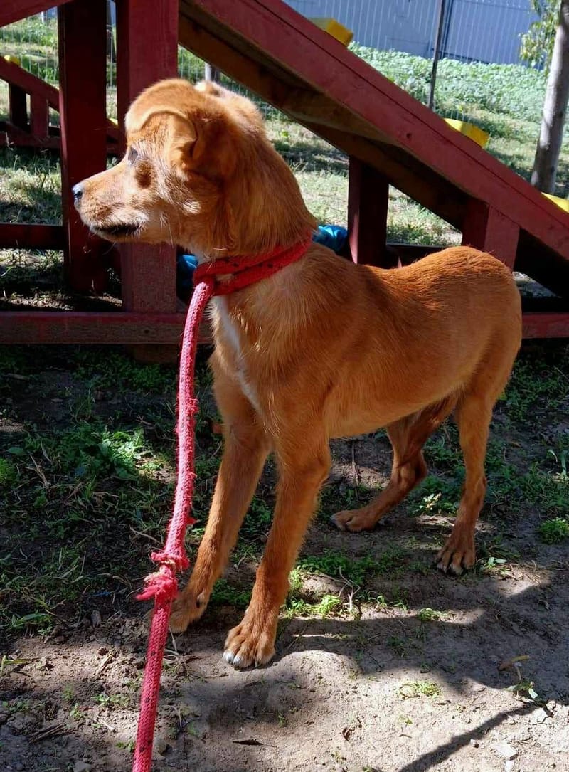 *** GEADOPTEERD *** 🦌💛 Als honden hertjes konden zijn… dan was dit Bambi. 💛🦌