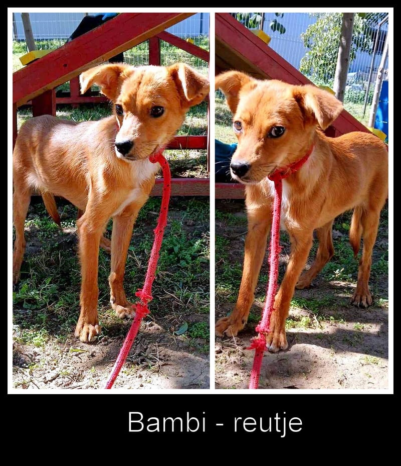 *** GEADOPTEERD *** 🦌💛 Als honden hertjes konden zijn… dan was dit Bambi. 💛🦌