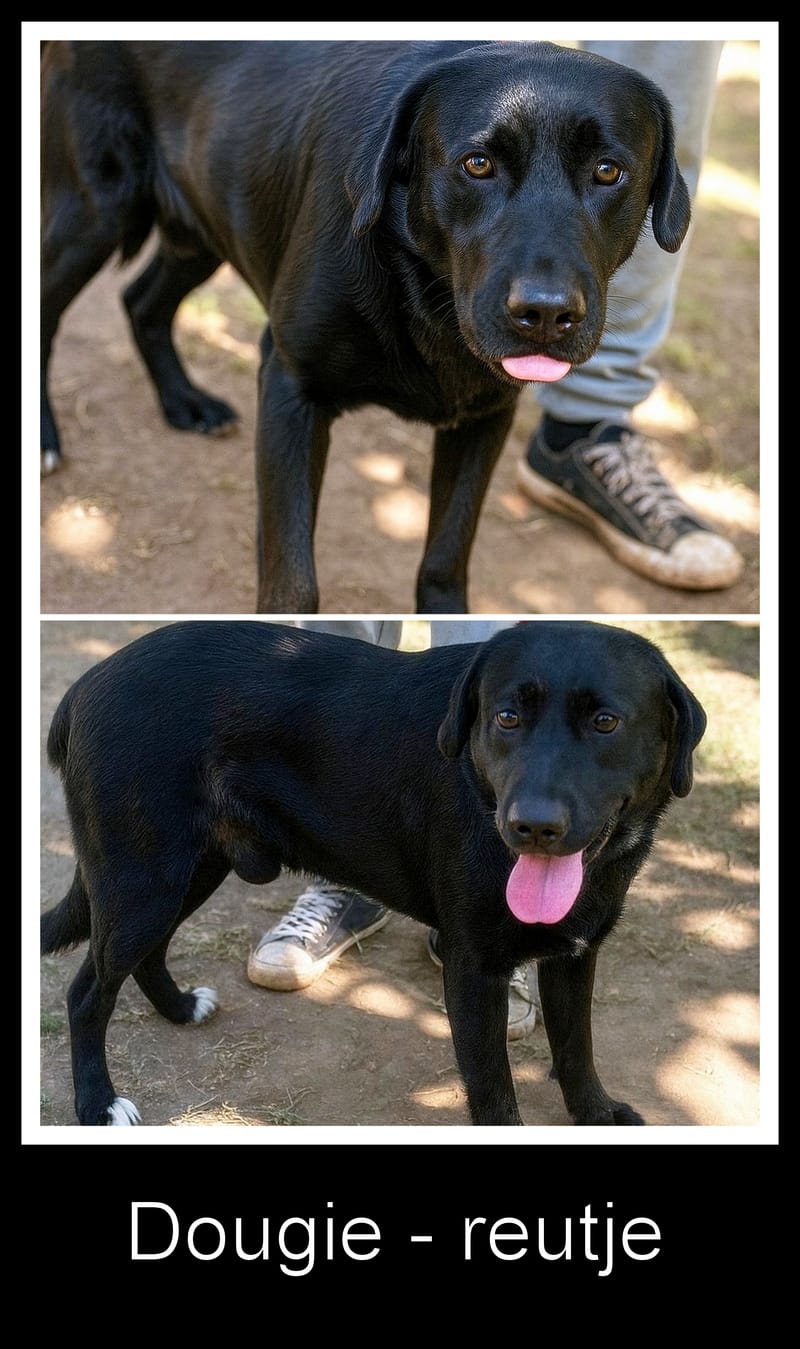🐾 Dougie – een slimme, zachte Labrador-mix met een groot hart 🐾