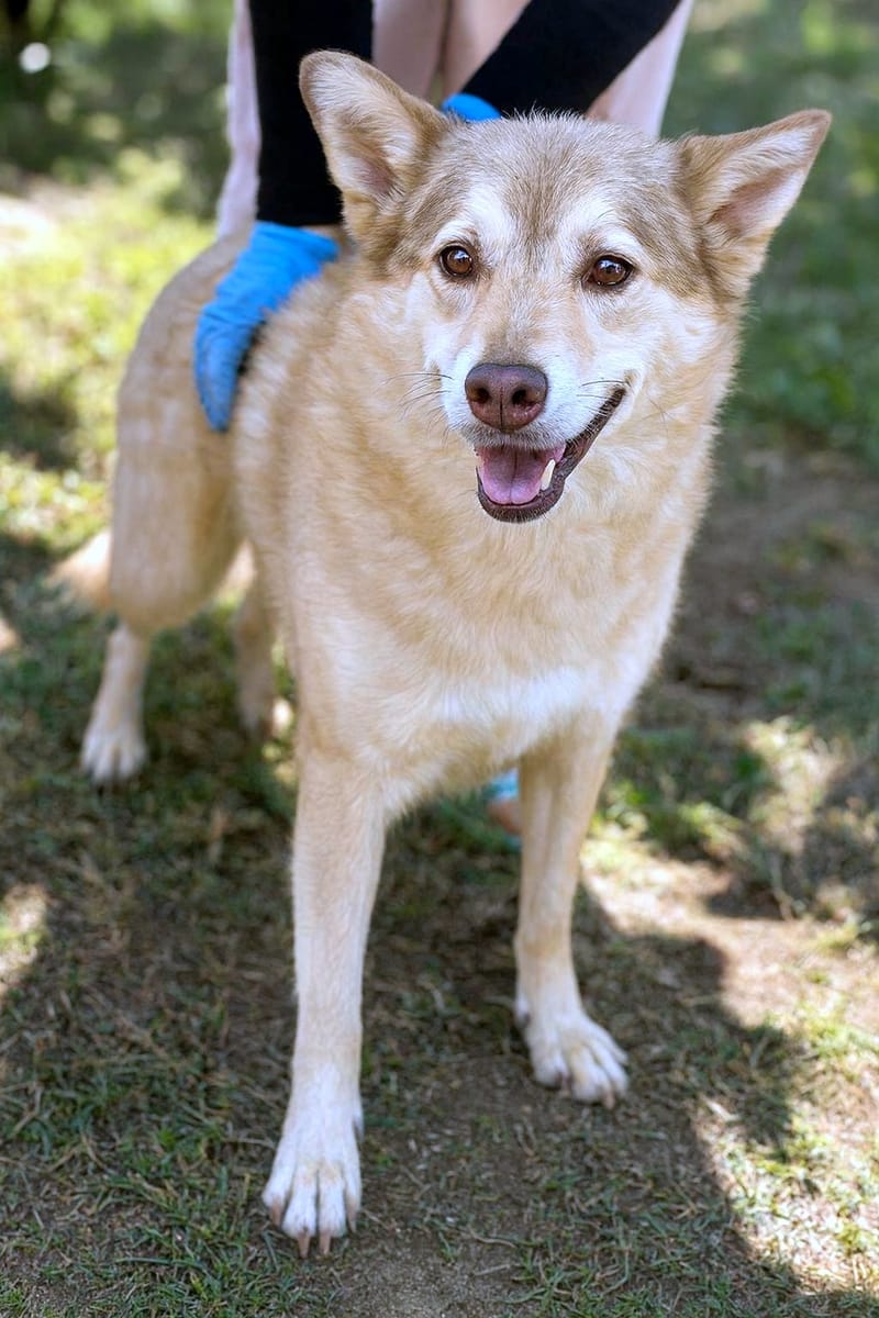 ✨ Elena "Leentje" – lief meisje met een zacht hart ✨