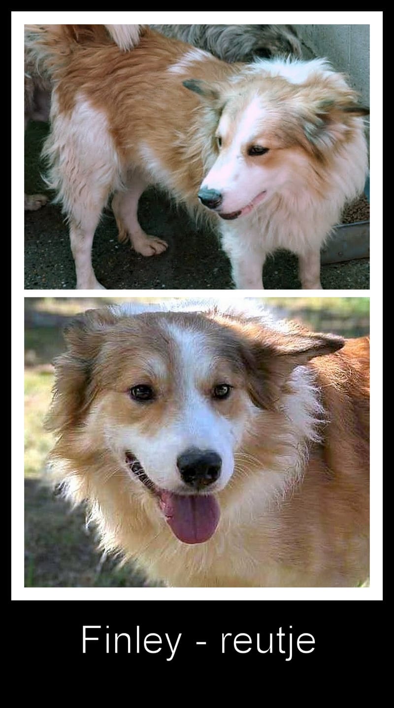 *** RESERVED FOR UK *** 🐾 Finley – een zacht, slim en prachtig herdermixje 🐾
