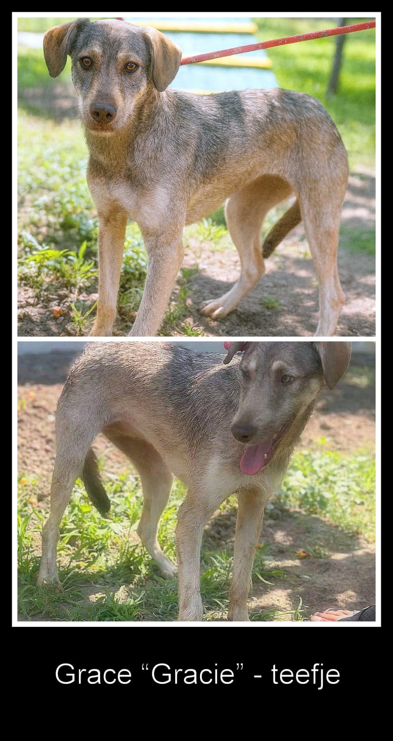 🐾 Grace – “Gracie” – een elegante dame met een zacht hart 🐾
