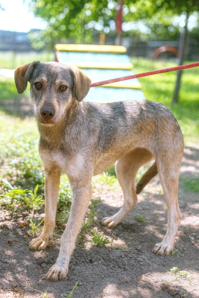 🐾 Grace – “Gracie” – een elegante dame met een zacht hart 🐾