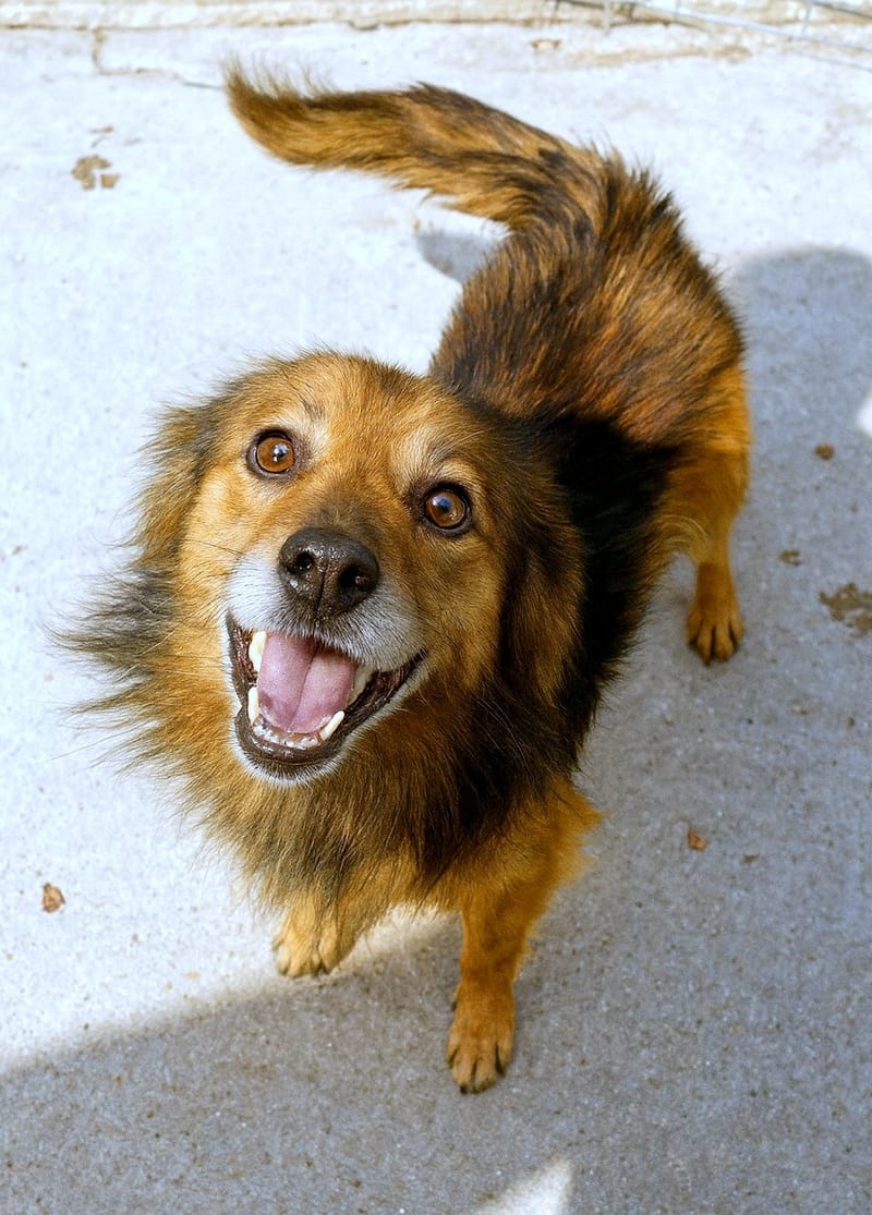 *** RESERVED FOR UK *** 🐾 Brownie – een vrolijk ventje met een gouden hart 🐾