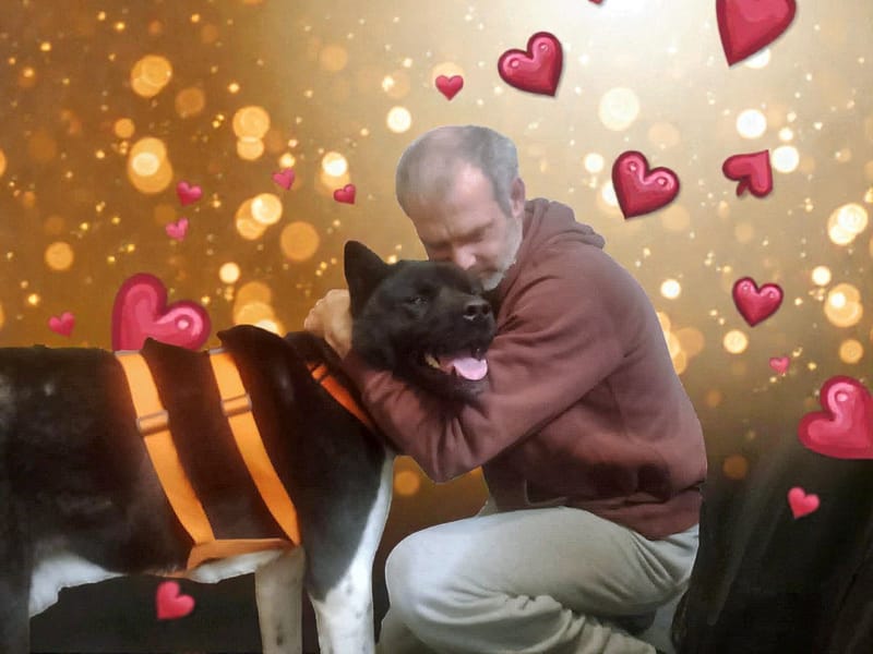 🐾 Aiko – een vierjarige Amerikaanse Akita met een hart van puur goud! 